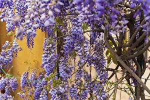 Sicily Prints: Italy, Sicily, Messina Province, Tripi. Wisteria flowers hanging in the medieval hilltop