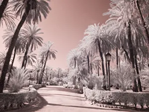 Infrared Prints: Italy, Sicily, Palermo. Palm trees in the garden Bonanno Palermo