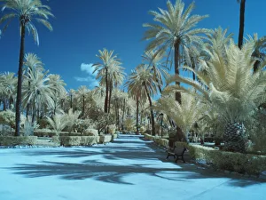 Images Dated 3rd February 2021: Italy, Sicily, Palermo. Palm trees in the garden Bonanno Palermo