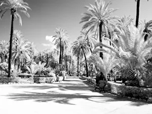 Images Dated 3rd February 2021: Italy, Sicily, Palermo. Palm trees in the garden Bonanno Palermo