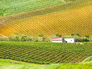 Sicily Prints: Italy, Sicily, Trapani. Alcamo countryside