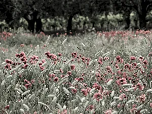 Italy, Sicily, Trapani. Poppies, olive groves and vineyards in spring