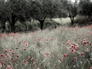 Industry Prints: Italy, Sicily, Trapani. Poppies, olive groves and vineyards in spring