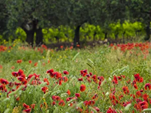Images Dated 1st May 2016: Italy, Sicily, Trapani. Poppies, olive groves and vineyards in spring