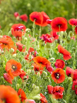 Images Dated 1st May 2016: Italy, Sicily, Trapani. Poppies, olive groves and vineyards in spring