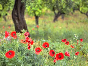 Italy, Sicily, Trapani. Poppies, olive groves and vineyards in spring