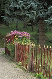 Walk Way Prints: Italy, St. Ulrich. Decorative iron fence and asters