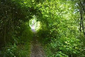 Tunnel Prints: Italy, trail in the forest