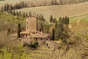 Italy, a Tuscan vineyard