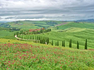 Winding Road Prints: Italy, Tuscany, Asciano. Crete Senesi winding cypress road