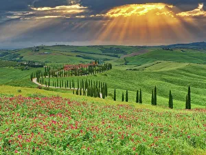 Winding Road Prints: Italy, Tuscany, Asciano. Crete Senesi winding cypress road