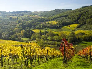 Winemaking Prints: Italy, Tuscany. Autumn colors in Chianti
