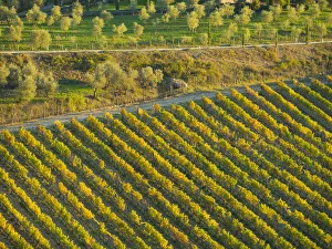 Images Dated 27th October 2017: Italy, Tuscany. Autumn vineyards in the Chianti region