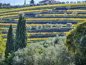 Images Dated 27th October 2017: Italy, Tuscany. Autumn vineyards near the town of Panzano
