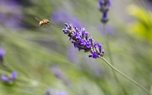 Gilles Delisle Prints: Italy, Tuscany. Bee fly and lavender flower