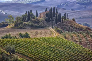 Italy, Tuscany. Belvedere House, Olive trees, and vineyards near San Quirico d Orcia