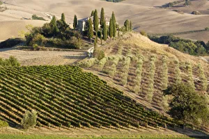 Belvedere Prints: Italy, Tuscany. Belvedere House, Olive trees, and vineyards near San Quirico d Orcia