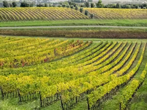 Images Dated 1st July 2022: Italy, Tuscany. Colorful vineyard in autumn