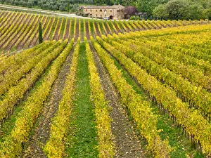 Images Dated 1st July 2022: Italy, Tuscany. Colorful vineyard in autumn