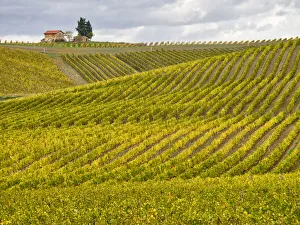 Images Dated 1st July 2022: Italy, Tuscany. Colorful vineyard in autumn