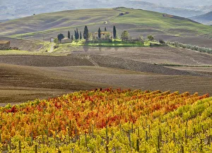 Italy, Tuscany. Colorful vineyard in autumn