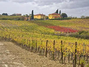 Images Dated 3rd January 2021: Italy, Tuscany. Colorful vineyard with autumn colors below yellow homes in Tuscany