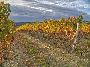 Images Dated 30th March 2021: Italy, Tuscany. Colorful vineyards in autumn with blue skies