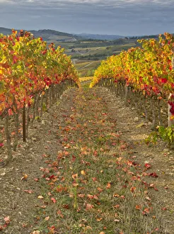 Images Dated 30th March 2021: Italy, Tuscany. Colorful vineyards in autumn with blue skies