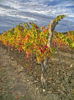Images Dated 30th March 2021: Italy, Tuscany. Colorful vineyards in autumn with blue skies