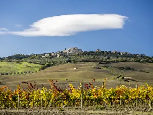 Images Dated 1st July 2022: Italy, Tuscany. Colorful vineyards in autumn with blue skies and clouds
