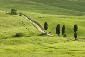 Meadows Prints: Italy, Tuscany. A country road meanders through lush green fields