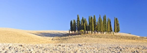 Images Dated 30th July 2012: Italy, Tuscany. Cypress grove panoramic. Credit as: Gilles Delisle / Jaynes Gallery