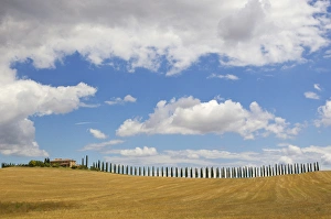 Alley Prints: Italy, Tuscany. Cypress tree alley and farm house