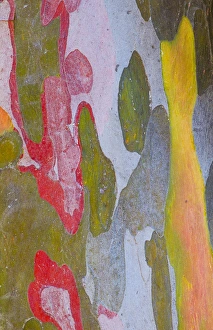 Gilles Delisle Prints: Italy, Tuscany. Cypress tree bark patterns