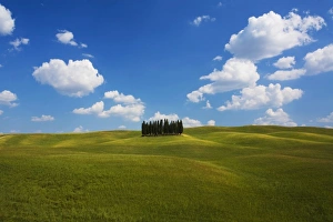 Farm Scene Prints: Italy, Tuscany, Cypress Trees on the hillside
