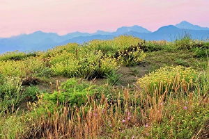 Images Dated 17th July 2024: Italy, Tuscany, dunes at dusk during blooming season. Apuan Alps in the far background