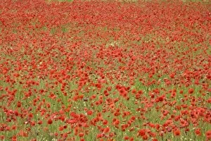 Italy, Tuscany, field of red poppies
