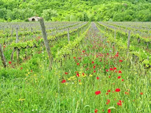 Treelined Prints: Italy, Tuscany. Fresh Spring vineyards with wildflowers