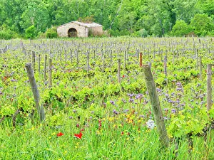 Treelined Prints: Italy, Tuscany. Fresh Spring vineyards with wildflowers