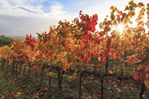 Images Dated 10th November 2016: Italy, Tuscany. Grape vines with autumn leaves