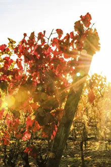 Montalcino Prints: Italy, Tuscany. Grape vines with autumn leaves