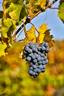 Cluster Prints: Italy, Tuscany, Grapes Past Harvest