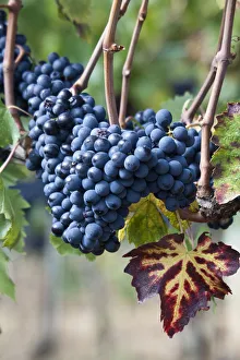 Images Dated 13th April 2022: Italy, Tuscany. Grapes on the vine in a vineyard in Tuscany