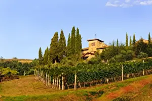 Images Dated 13th September 2010: Italy, Tuscany, Greve. Late summer wine scenes from Tuscany