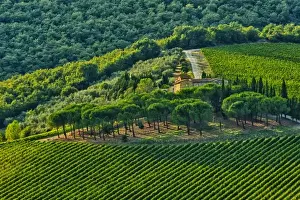 Images Dated 12th September 2010: Italy, Tuscany, Greve. Late summer wine scenes along Tuscanys famed Via Chiantigiana