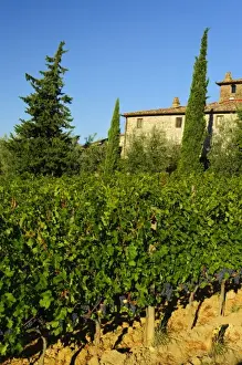 Images Dated 11th September 2010: Italy, Tuscany, Greve. Late summer wine scenes from Villa Vignamaggio in Tuscany