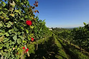 Images Dated 11th September 2010: Italy, Tuscany, Greve. The vineyards of Castello di Verrazzano grow roses which serve