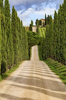 Dirt Road Prints: Italy, Tuscany hills and cypress trees