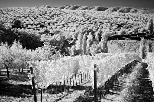 Images Dated 13th September 2021: Italy Tuscany, Infrared image of vineyards in southern Tuscany