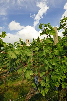 Greve Prints: Italy, Tuscany. Late summer wine scenes from Tuscany